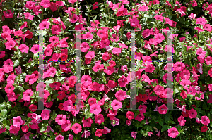 Picture of Petunia x hybrida 'Skyline Neon Lights'