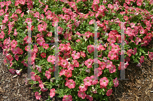 Picture of Petunia x hybrida 'Suncatcher Coral Prism'