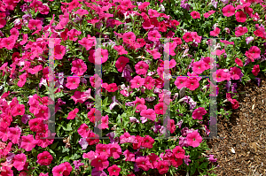 Picture of Petunia x hybrida 'Suncatcher Hot Pink'