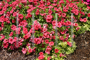 Picture of Petunia x hybrida 'Suncatcher Salmon Vein'