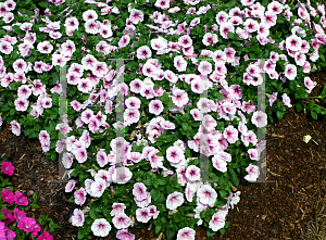 Picture of Petunia x hybrida 'Sun Pleasure Cherry Vein'