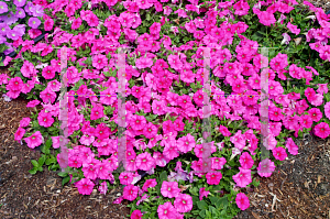 Picture of Petunia x hybrida 'Sun Pleasure Deep Pink'