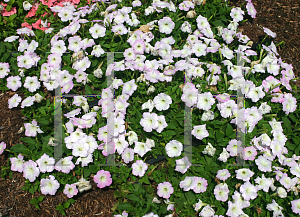 Picture of Petunia x hybrida 'Supertunia  Blushing Princess'