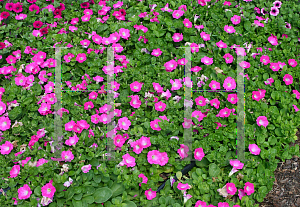Picture of Petunia x hybrida 'Supertunia  Bright Pink'