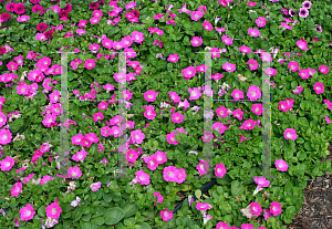 Picture of Petunia x hybrida 'Supertunia  Bright Pink'