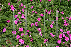 Picture of Petunia x hybrida 'Supertunia  Double Pink'