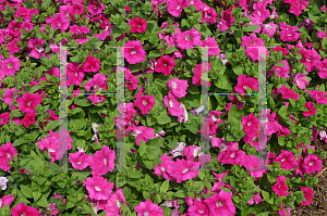 Picture of Petunia x hybrida 'Supertunia Giant Pink'