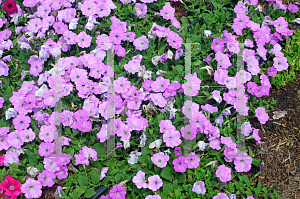 Picture of Petunia x hybrida 'Supertunia  Lavender Morn'