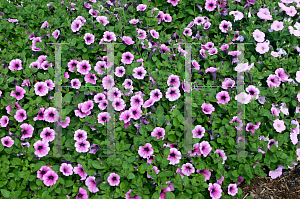 Picture of Petunia x hybrida 'Supertunia  Mini Pastel Pink'