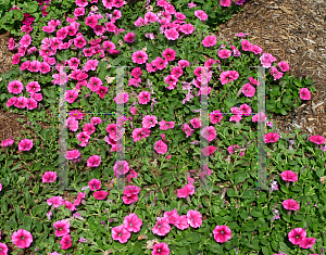 Picture of Petunia x hybrida 'Supertunia Mini Strawberry Pink Veined'