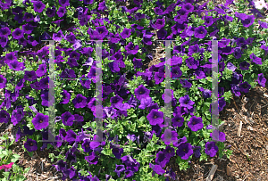 Picture of Petunia x hybrida 'Supertunia Royal Velvet'