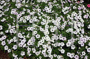 Picture of Petunia x hybrida 'Supertunia  Silver'