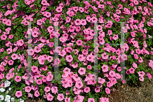 Picture of Petunia x hybrida 'Supertunia Vista Bubblegum'