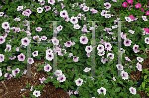 Picture of Petunia x hybrida 'Surfinia Lavender Lace'