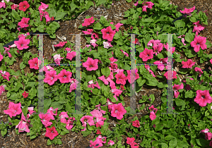 Picture of Petunia x hybrida 'Surfinia Rose Vein'