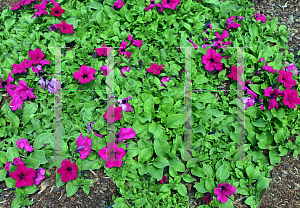 Picture of Petunia x hybrida 'Surfinia Wild Plum'