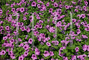 Picture of Petunia x hybrida 'Sylvana Orchid Pink'