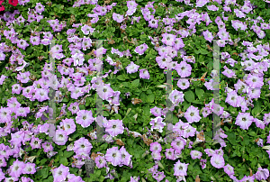 Picture of Petunia x hybrida 'Waterfall Dance'