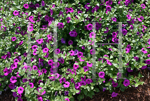 Picture of Petunia x hybrida 'Whispers Blue Rose'