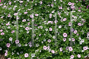 Picture of Petunia x hybrida 'Whispers Appleblossom'