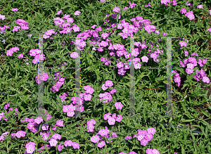 Picture of Phlox  'USPHL304 (Intensia  Lavender Glow)'