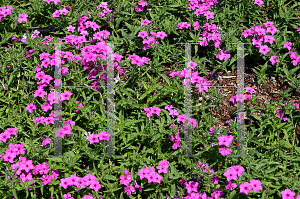 Picture of Phlox  'Intensia Lilac Rose'