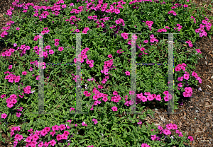 Picture of Phlox  'USPHL03 (Intensia Neon Pink)'