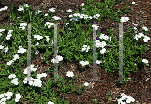 Picture of Phlox  'USPHLX50302 (Intensia White)'