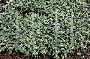 Picture of Salvia officinalis 'Tricolor'