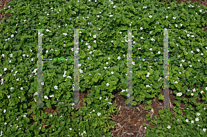 Picture of Sutera cordata 'Giant Snowflake'