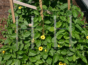 Picture of Thunbergia alata 'Apricot'