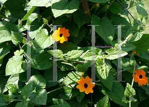 Picture of Thunbergia alata 'Orange'