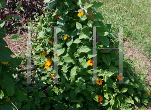 Picture of Thunbergia alata 'Orange'