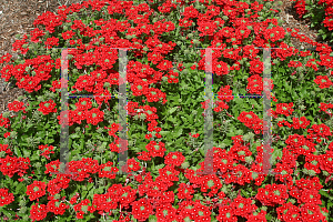 Picture of Verbena x hybrida 'Aztec Red Velvet'