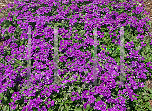 Picture of Verbena x hybrida 'Aztec Violet'