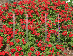 Picture of Verbena x hybrida 'Wildfire Dark Red'