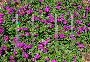 Picture of Verbena x hybrida 'Star Dream Violet'