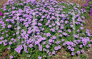 Picture of Verbena x hybrida 'Summer Dream Lavender'