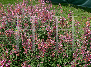 Picture of Agastache  'Acapulco Salmon & Pink'