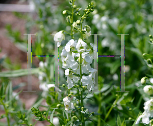 Picture of Angelonia angustifolia 'Serena White'