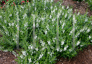 Picture of Angelonia angustifolia 'Serena White'