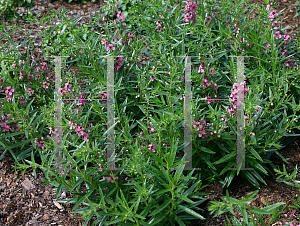 Picture of Angelonia angustifolia 'Carita Deep Pink'