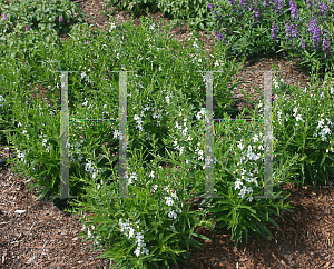 Picture of Angelonia angustifolia 'Carita White'