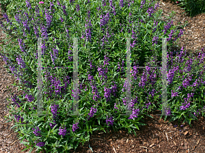 Picture of Angelonia angustifolia 'Serena Purple'