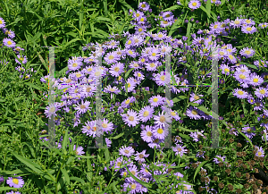 Picture of Symphyotrichum dumosum 'Kiestrbl (Sapphire)'