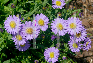 Picture of Symphyotrichum dumosum 'Kiestrbl (Sapphire)'