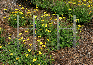 Picture of Bidens ferulifolia 'Summerlovers Biden 1850'