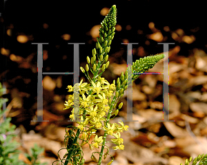 Picture of Bulbine frutescens 