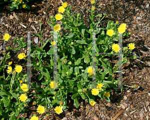 Picture of Calendula suffruticosa ssp. maritima 'Sunlovers Skyfire'