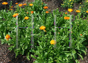 Picture of Calendula officinalis 'Alpha'